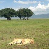 Traveler photo 1