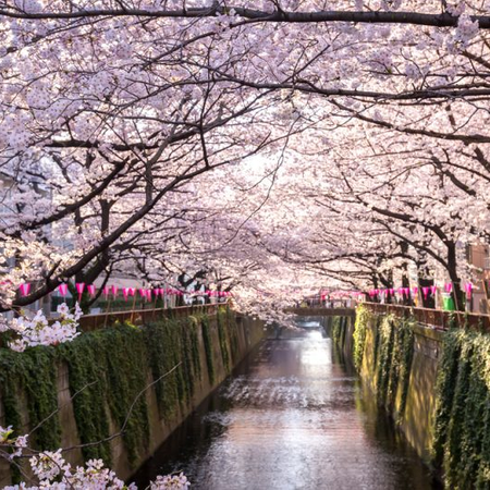 Cherry Blossoms in Japan: Tokyo to Kyoto | EF Go Ahead Tours