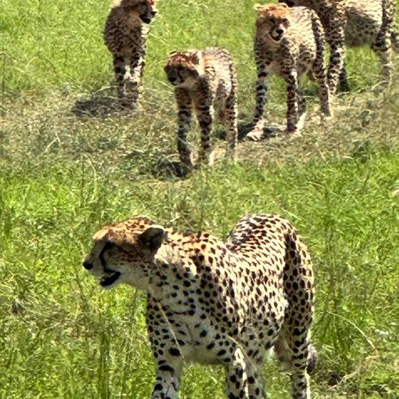 Kenya Safari Tour for Solo Travelers | EF Go Ahead Tours